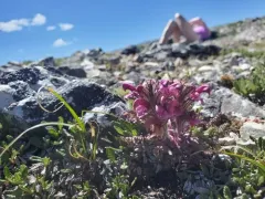 Mountain Lousewort thumbnail 4