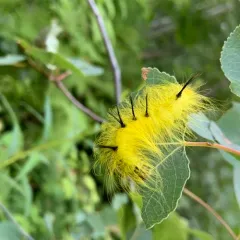 Cottonwood Dagger thumbnail 3