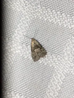 Franclemont's Hypenodes Moth thumbnail 3