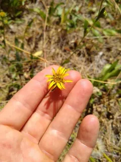 clustered goldenweed thumbnail 4