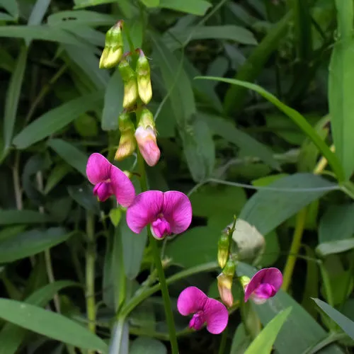 Narrow-leaved Everlasting-pea