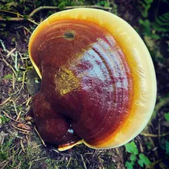 West Coast Reishi thumbnail 3