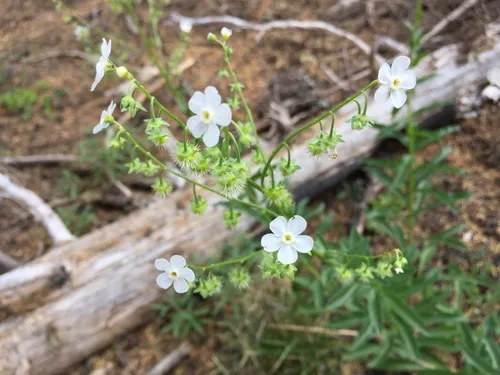 California stickseed