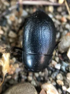 Coniontis ovalis thumbnail 3