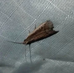 Rosy Atascosa Moth thumbnail 4