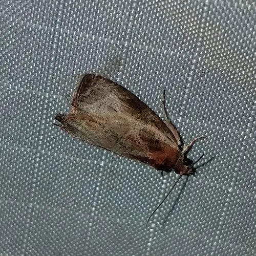Inornate Olethreutes Moth