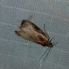 Inornate Olethreutes Moth thumbnail 1