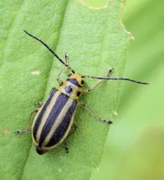 Boreal Goldenrod Leaf Beetle thumbnail 4
