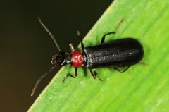 Dichelotarsus pattoni thumbnail 3