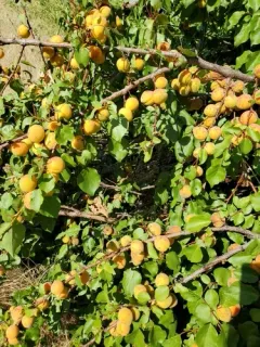 apricot thumbnail 3