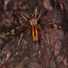 Sooty Crane Fly thumbnail 1