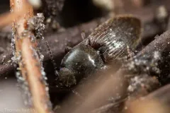 Bicolour Click Beetle thumbnail 3