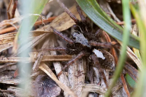 Arctosa insignita
