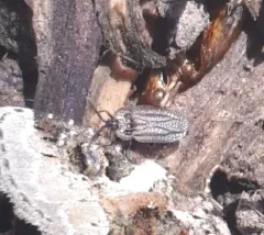 hairy lacebug thumbnail 2