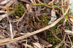 Pardosa anomala thumbnail 2