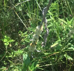 Rope Dodder thumbnail 2