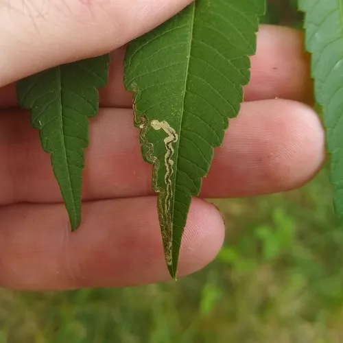Stigmella intermedia