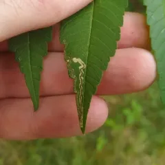 Stigmella intermedia thumbnail 1