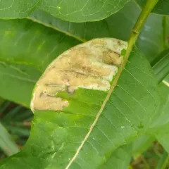 Milkweed Leaf-miner Fly thumbnail 2