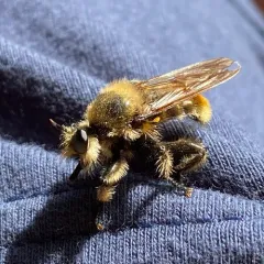 Laphria fernaldi thumbnail 4