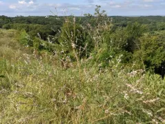 Nine-anther Prairie Clover thumbnail 1