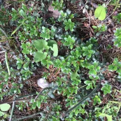bearberry thumbnail 1