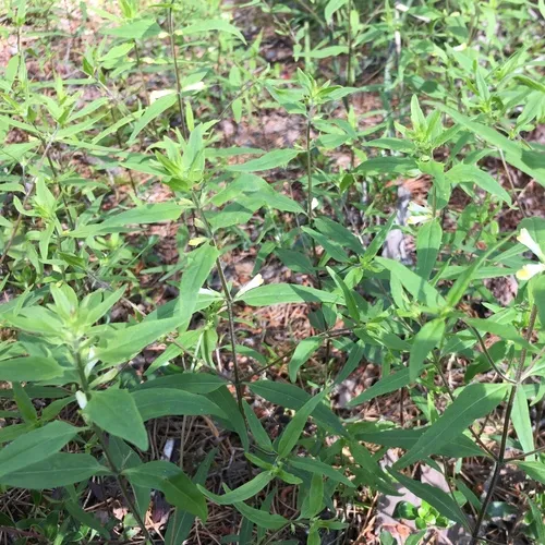 narrowleaf cow wheat