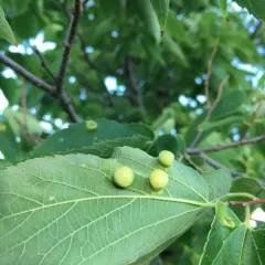 Hackberry Nipplegall Psyllid thumbnail 3