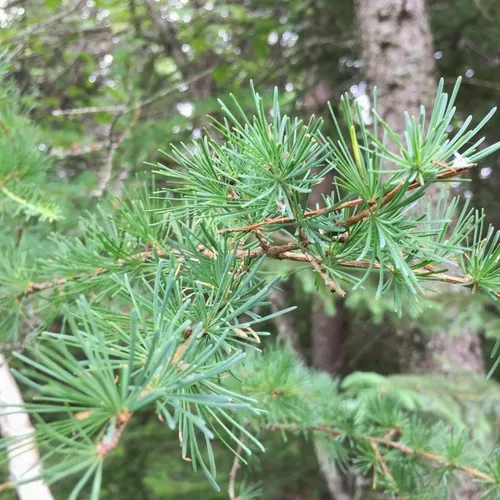 tamarack