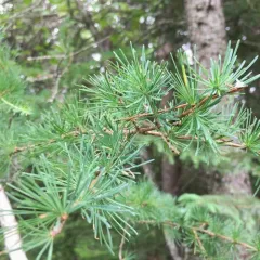 tamarack thumbnail 1