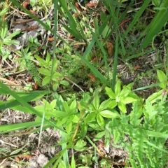fragrant bedstraw thumbnail 1