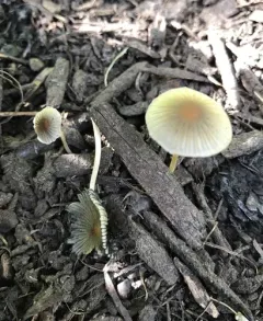 Milky Inkcap thumbnail 4