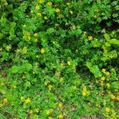 greater bird's-foot-trefoil thumbnail 4