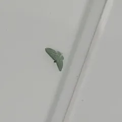 Bad-wing Moth thumbnail 4
