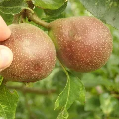 Common Pear thumbnail 3