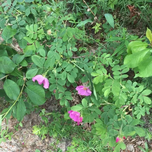 Prickly Wild Rose