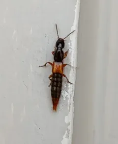 Othius punctulatus thumbnail 4
