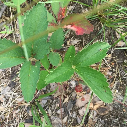 Virginia strawberry