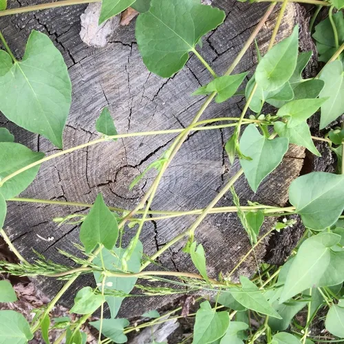 Black-bindweed