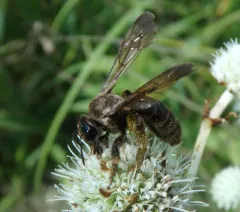 Giant Sweat Bee thumbnail 2