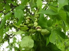 Hickory Gall Phylloxera thumbnail 4