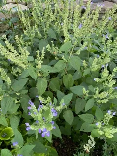 Downy Skullcap thumbnail 3