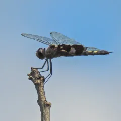 Black Saddlebags thumbnail 3