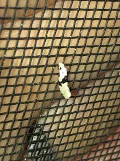 Barred White Clothes Moth thumbnail 4