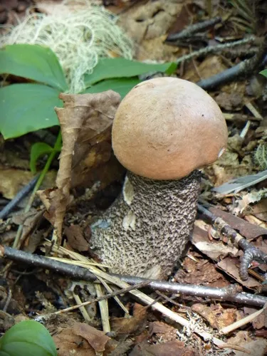 Orange Birch Bolete