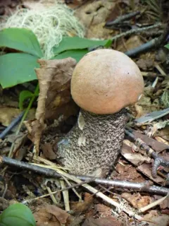 Orange Birch Bolete thumbnail 1