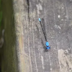 Blue-fronted Dancer thumbnail 3