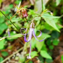 California Harebell thumbnail 2