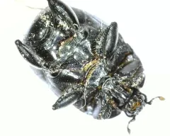 Saprinus lugens thumbnail 4