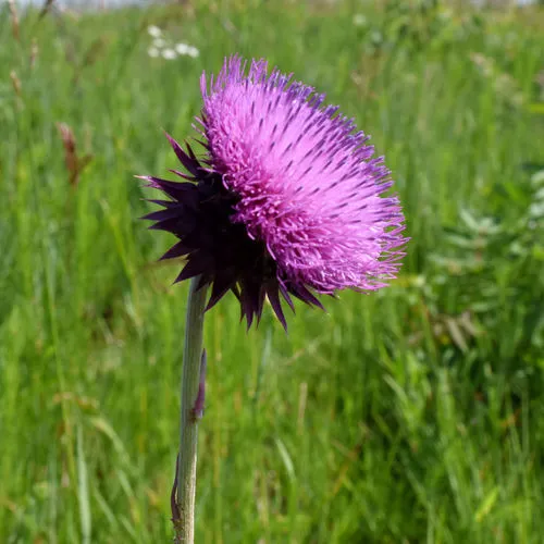 musk thistle